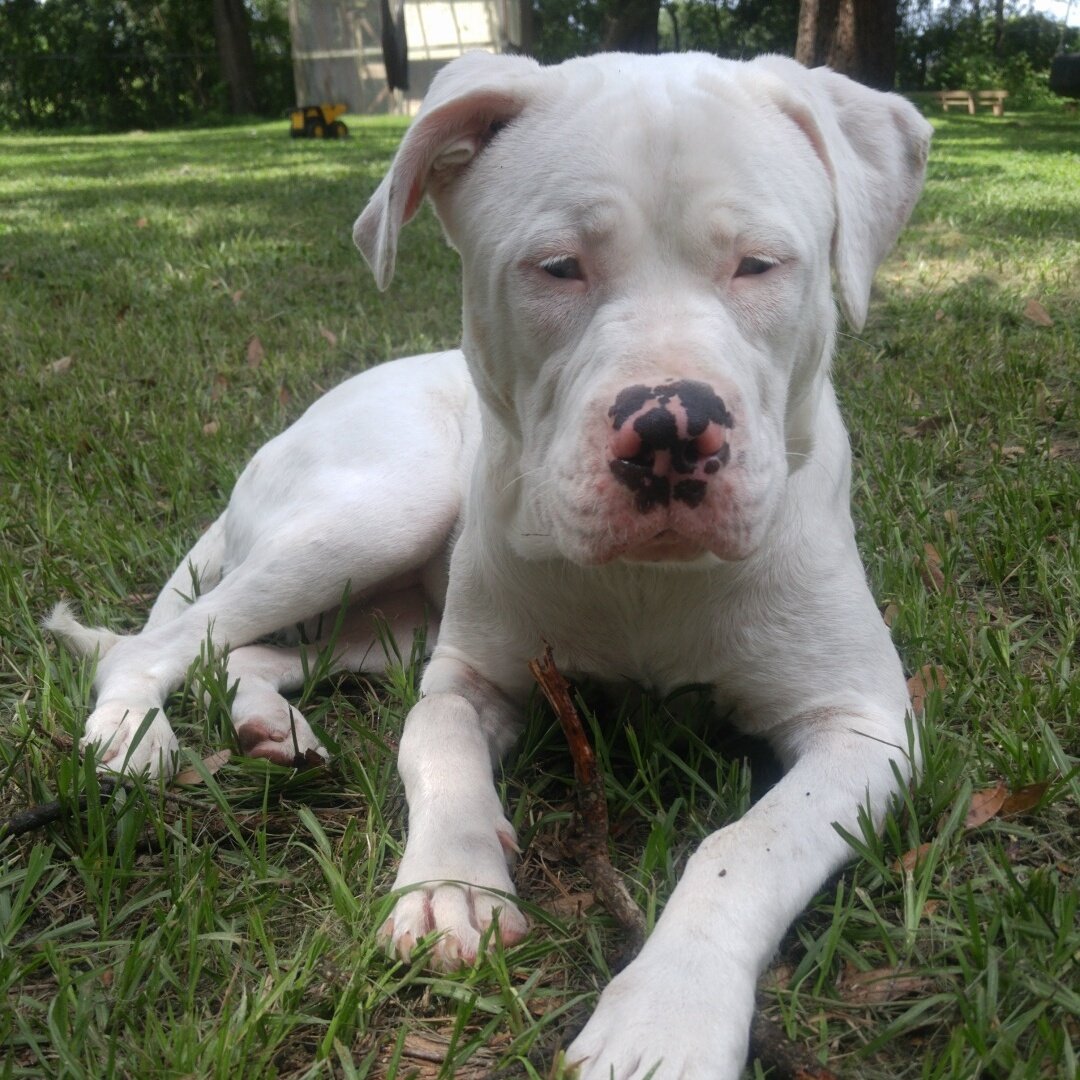 MandyE121's tweet photo. I draw life inspiration from this baby. My dog. She was born deaf but she doesn't hesitate to be obnoxious and tell it like it is. https://t.co/xjHKFBEjNR
