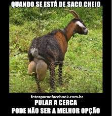 matheus #timbeta.sdv (@carlosmateusal1) on Twitter photo 