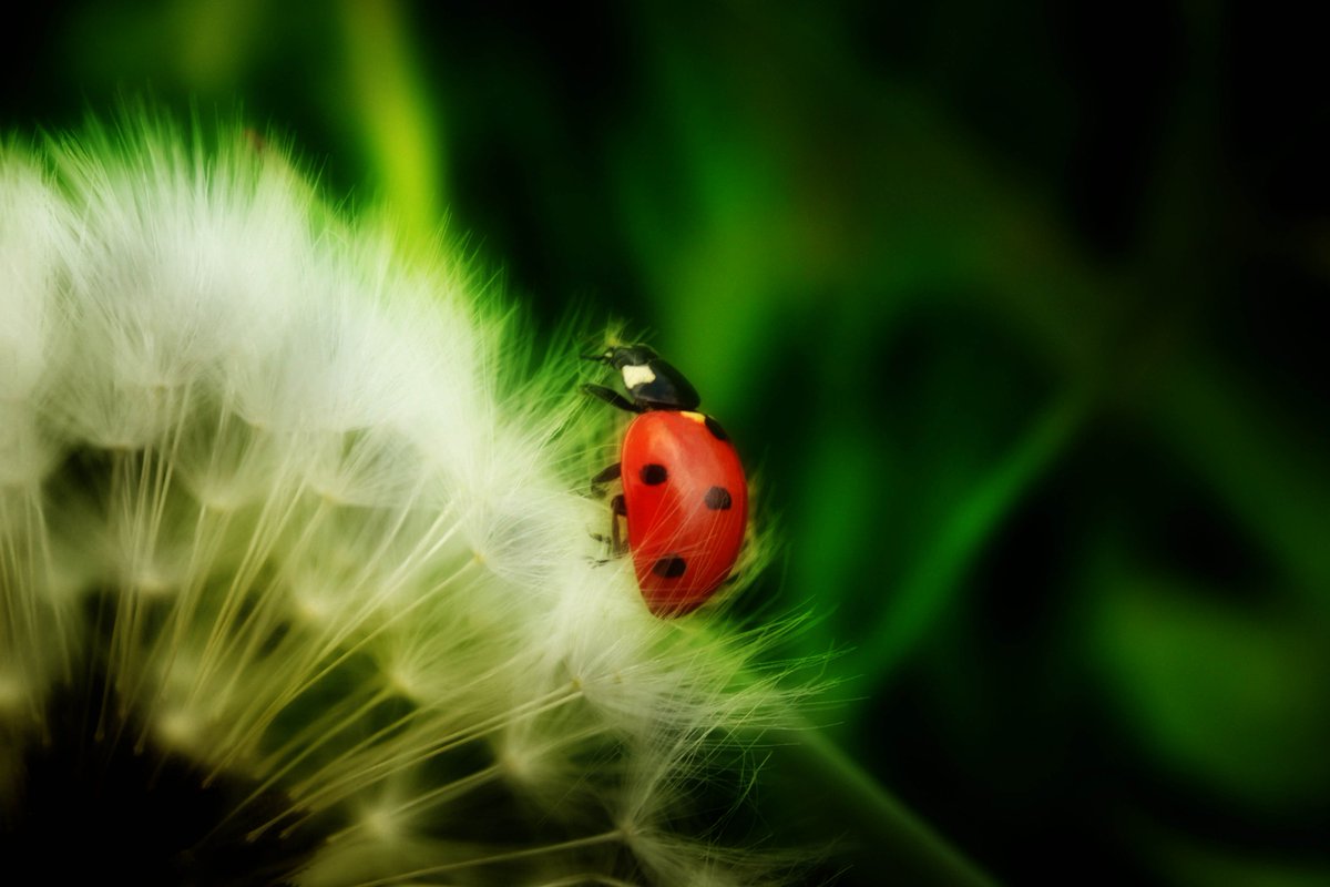 Patrimps's tweet photo. #POLKAZ #nationalgeographic #animalplanet #instect #photo #naturephotography #nature #nikon #photo #photoshop #naturelovers #winter #polska https://t.co/tlnaw1kYZN