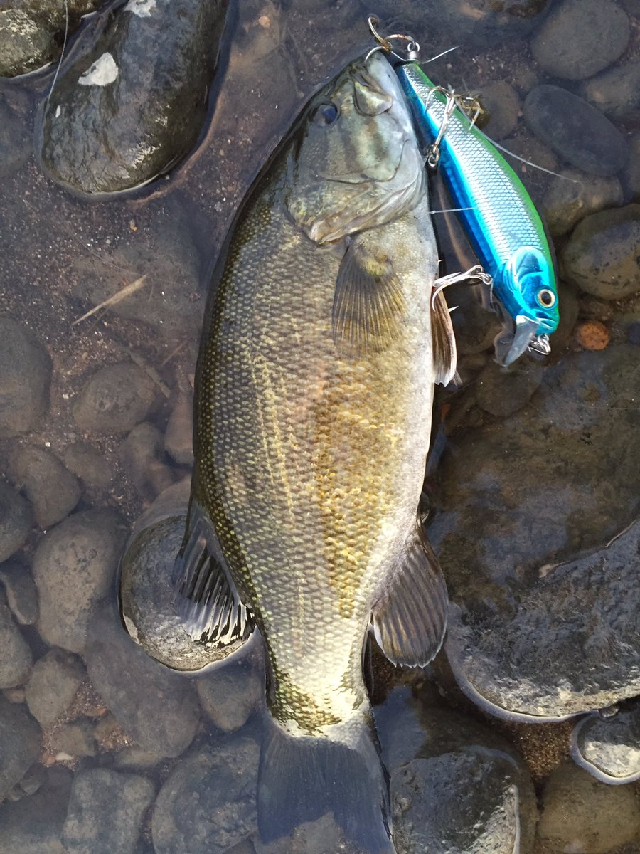 バティ 阿武隈川へバス釣りに 水位と濁りは昨日とほぼ一緒 引き出しを増やす為に今日はrベイトを封印 スパイラルミノーでヤル気あるスモールマウスを探す 引いた割に小さい 笑 でも嬉しい1匹 後はミノー チャター スピナベどれも駄目 今日は1
