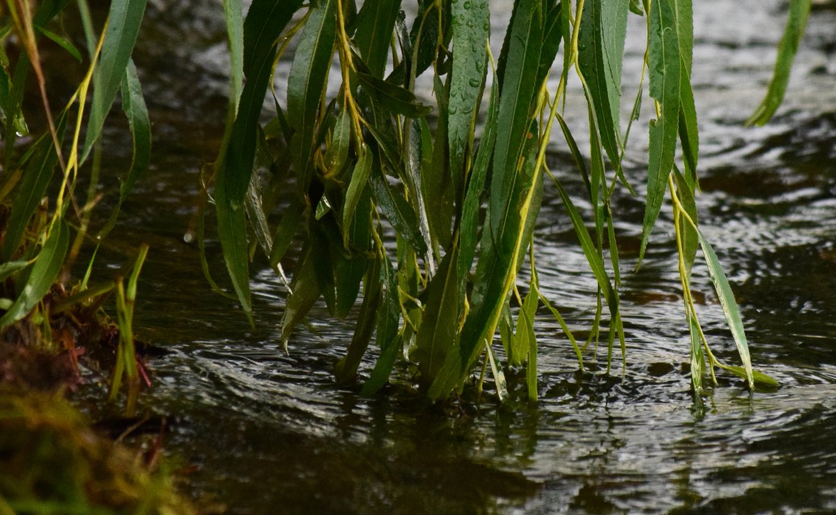 willow fronds touching the lake