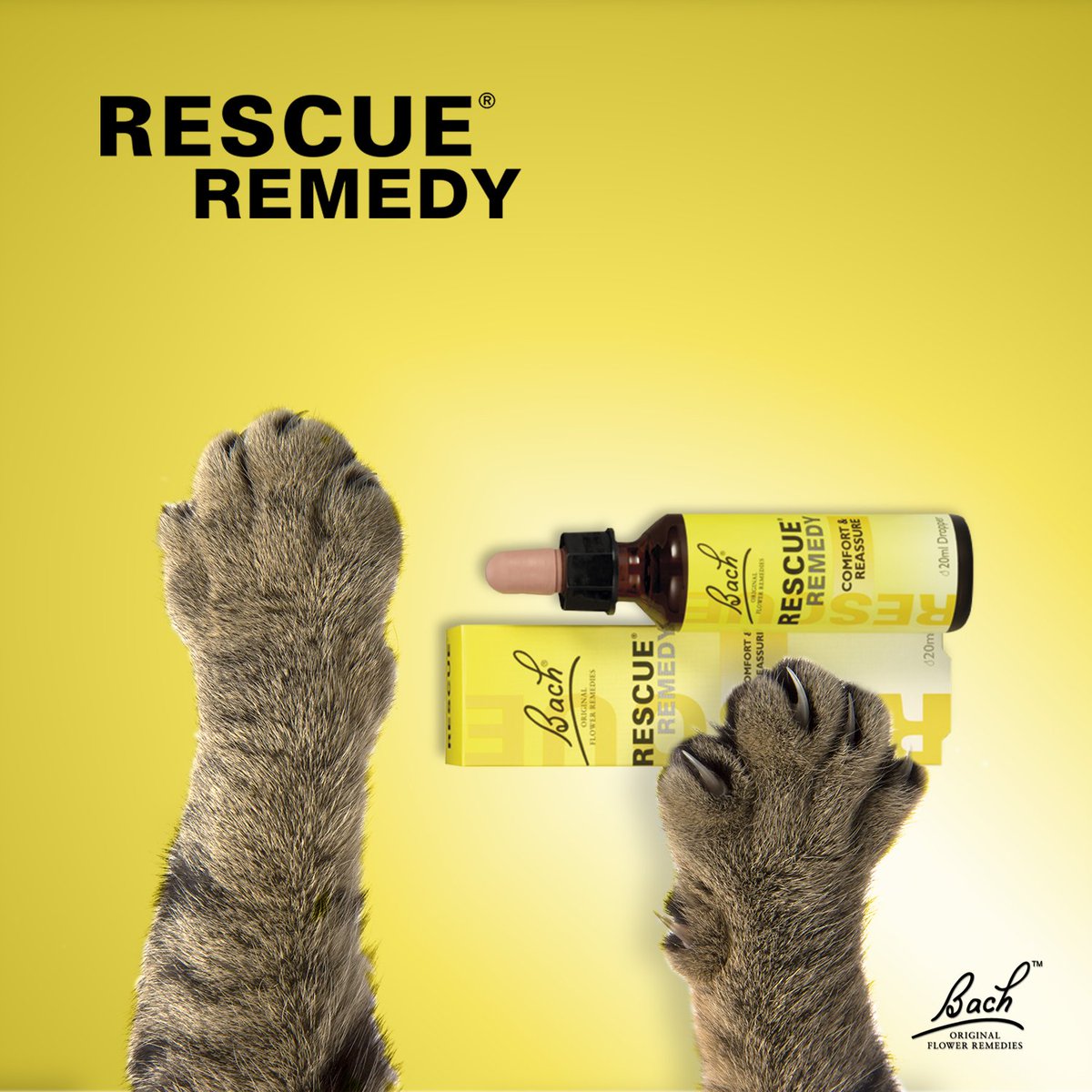 RescueRemedyMex's tweet photo. ¡Rescue Remedy es para todos! 
También ayuda a calmara a nuestros mininos. 🐱🐈🌼
#AdiosEstres #ViveTranquilo #gatos #mascotas #FelizLunes https://t.co/23Aeq2WsXo