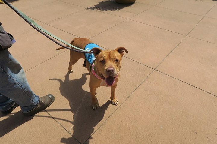 Ginger reallllly needs a home. Can you share and her? Sweet, fun, Good w dogs, no kittehs.

#seattle #love

Perrin@savinggreatanimals.org