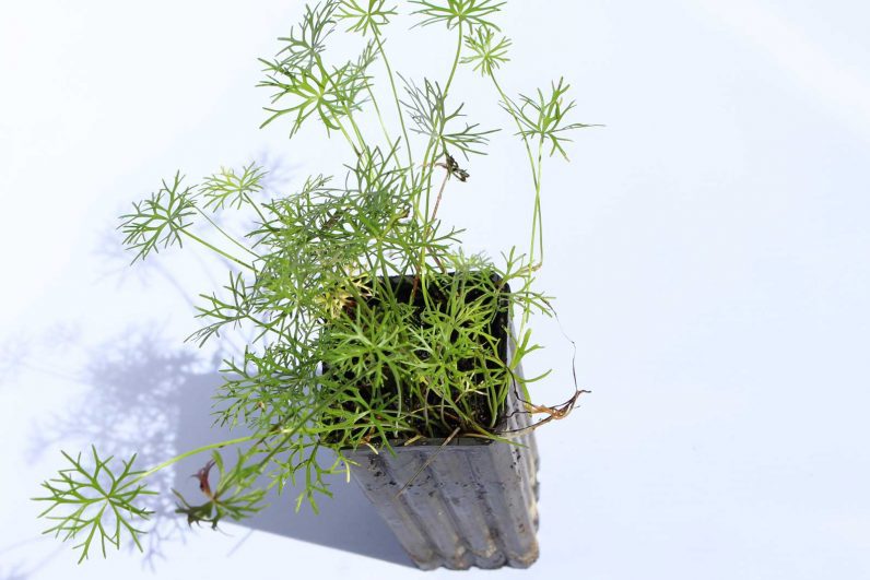 Outside Inside:   Make an Indoor Aquatic Garden! blog.gardenhood.com.au/indoor-aquatic…