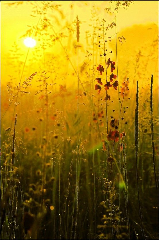 FairyHoseMisty's tweet photo. Languishing summer sun dropping on the edge of Autumn. 
@FairyHoseMisty #FairyHouseMisty #lastsummerfling #autumnfair https://t.co/nlURdK2mGq
