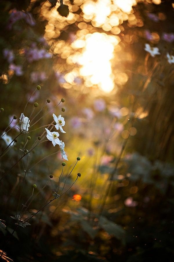 FairyHoseMisty's tweet photo. Languishing summer sun dropping on the edge of Autumn. 
@FairyHoseMisty #FairyHouseMisty #lastsummerfling #autumnfair https://t.co/nlURdK2mGq