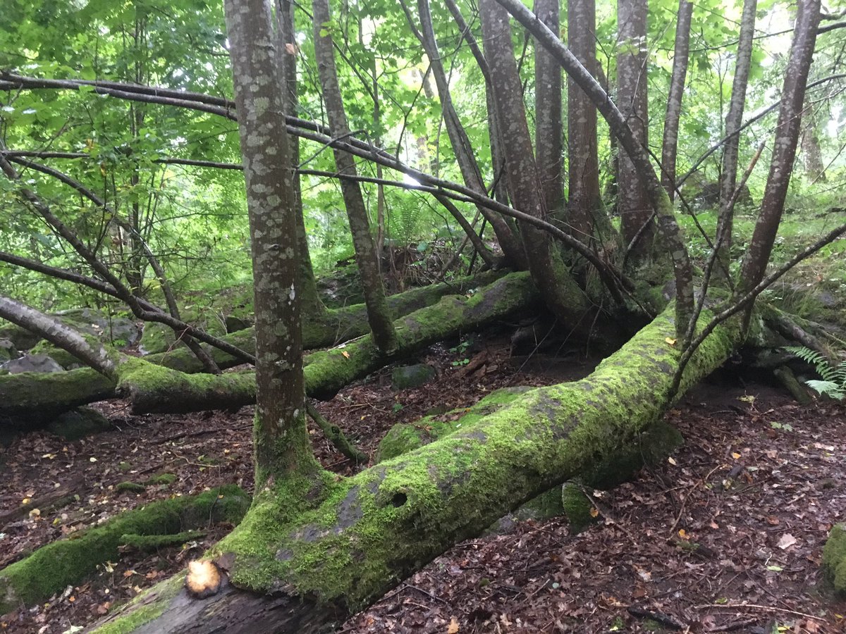 ProNaturaSE's tweet photo. Åsebo - a tree that just does not want to die! https://t.co/F809qzRQPd