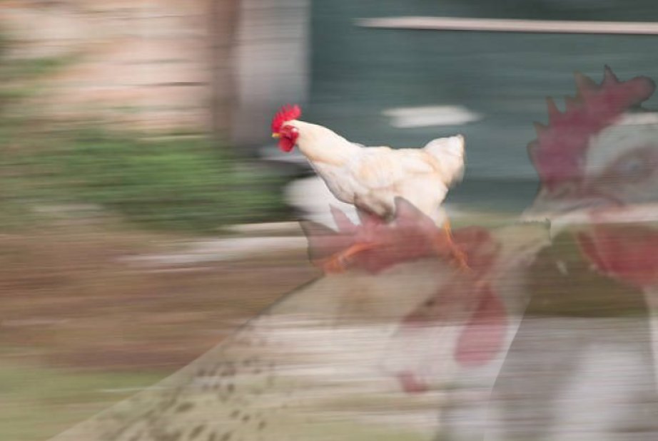 MrHaydenMyers's tweet photo. I edited a photo of a chicken to make it look like it's running from heartbreak https://t.co/n6D7SgwwWK