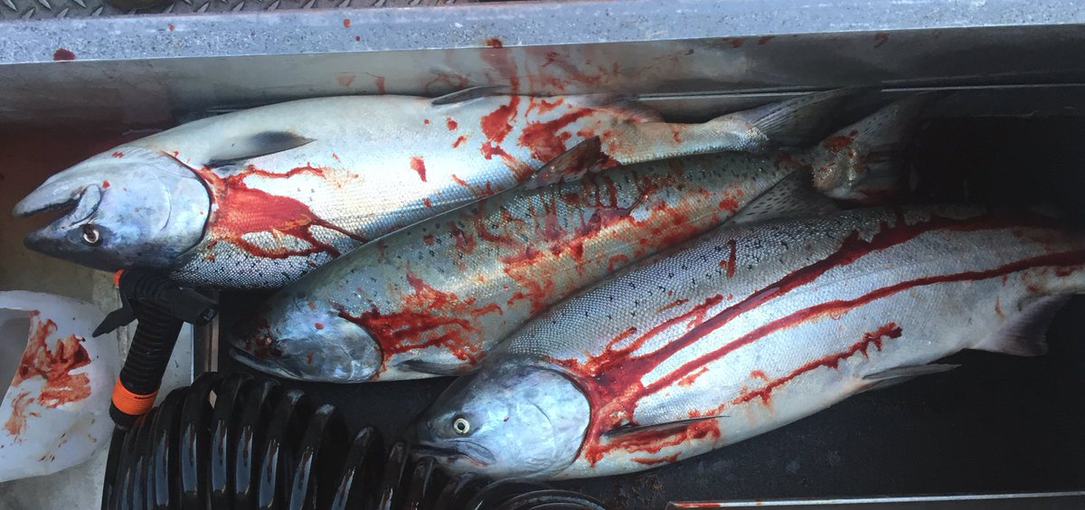 SkysGuide's tweet image. Now booking fall chinook and coho  #salmon #fishing trips in #pdx and the #oregoncoast (503)799-3757 SkysGuideService.com @SkysGuide