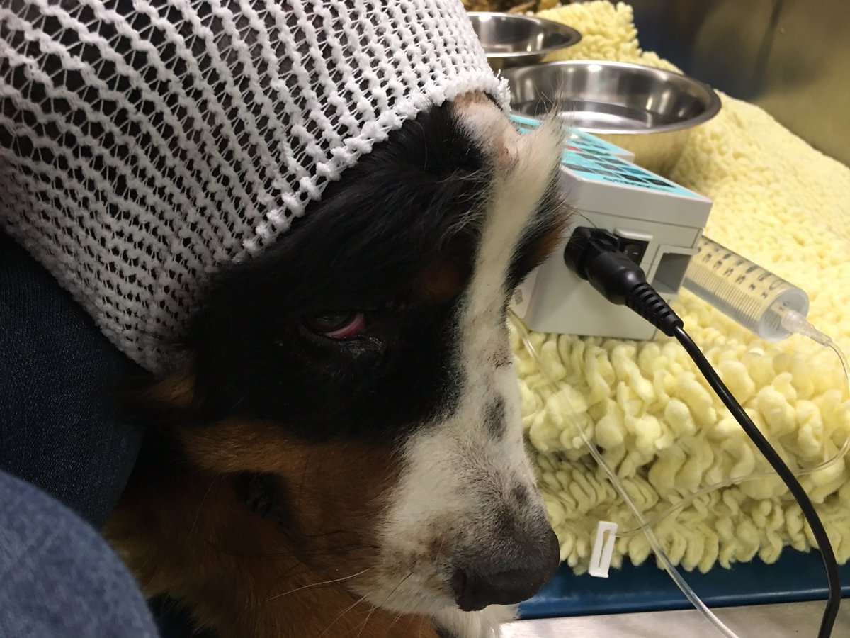 DomoJanee's tweet photo. Still in the hospital after 7 hours of surgery to reconstruct the ear canal. Think he could use a @RealFPJr hug right about now 😭 https://t.co/Ps9H8KCd1S