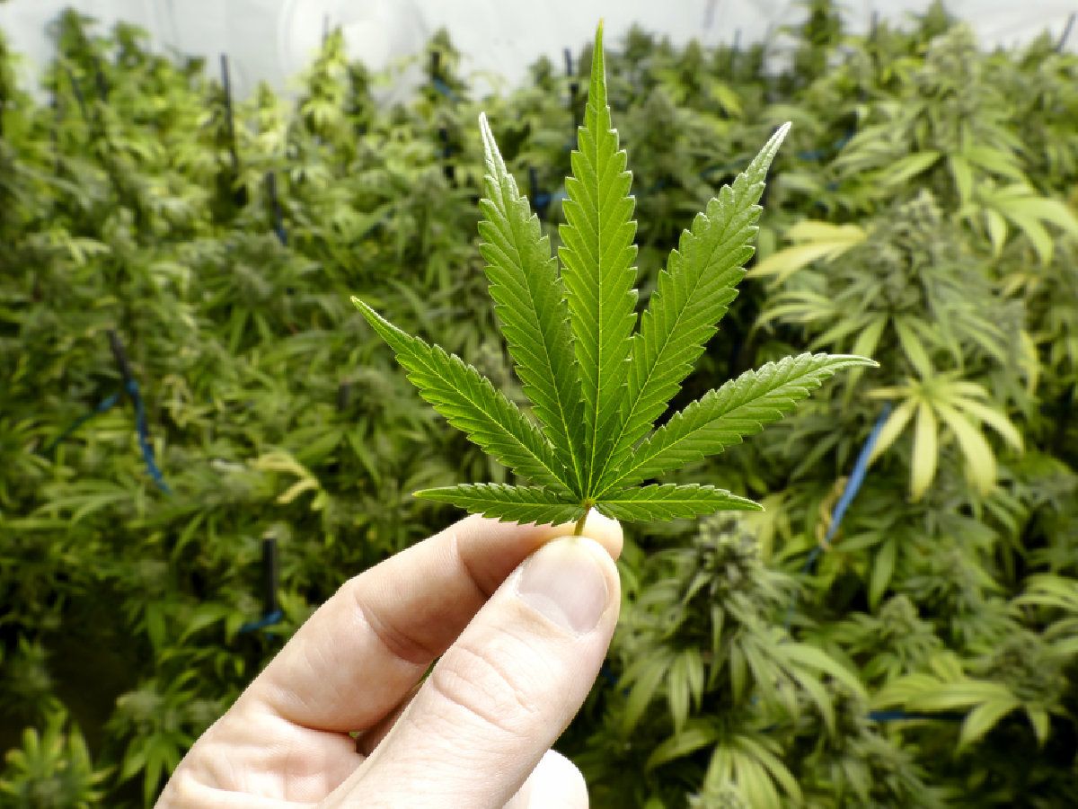 BigBudsMag's tweet photo. If you remove most or all of your marijuana plants’ leaves, will it hurt them or help them?
https://t.co/DCR6kDudPB
#BloomPhase #Marijuana https://t.co/QxfWgadq5u