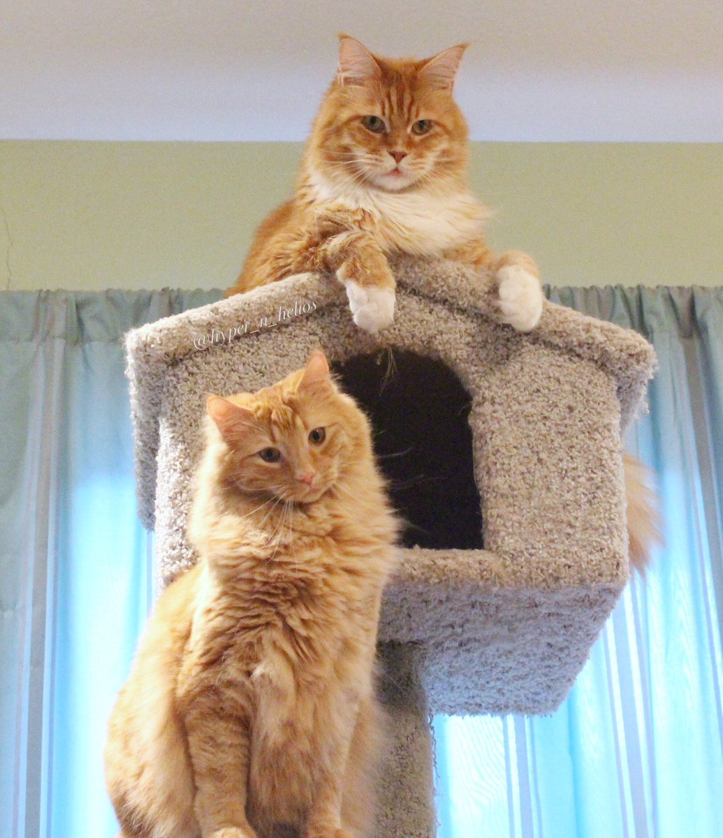 hyper_n_helios's tweet photo. The exclusive Ginger Clubhouse.
@catsofinstagram #TwitterWeek #Gingerlicious https://t.co/dCBvCe61Js