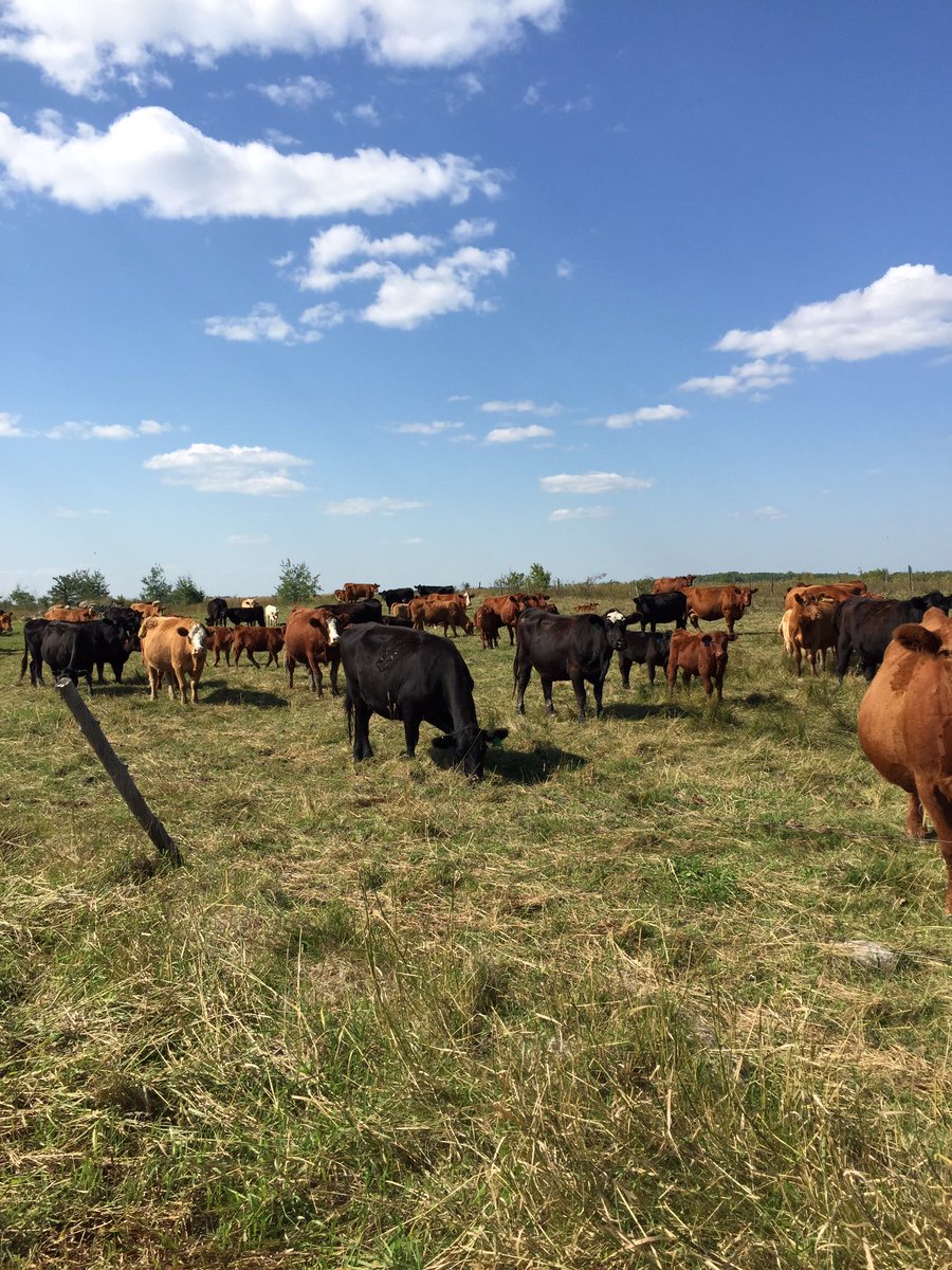 KevinRempel1's tweet photo. Always nice to go help my brother out on his ranch for the weekend! #parkland https://t.co/vrOq4b1JqK