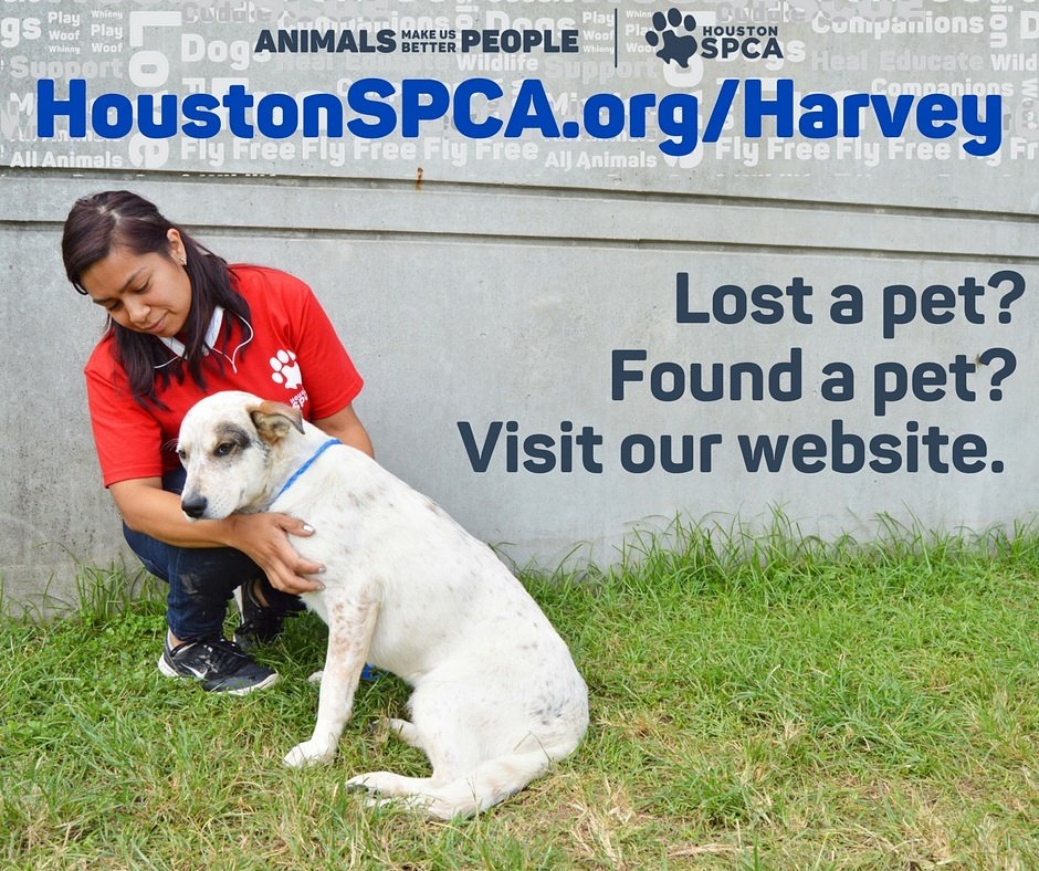 HoustonSPCA's tweet photo. Updated link: https://t.co/I8oalAYVKk. Lost and found for #Harvey victims. Please share! https://t.co/x7q6tGIIfN
