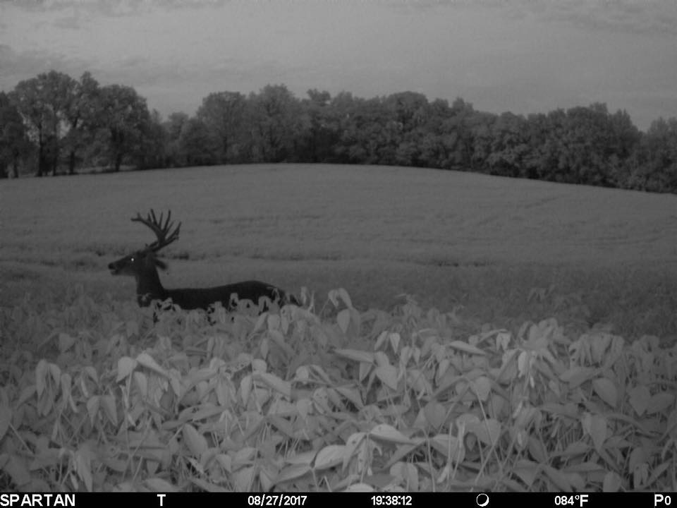 spartancamera's tweet photo. It's the Great Pumpkin Charley Brown! #Ghostbuck #SpartanGoCam https://t.co/XVExTrE7px