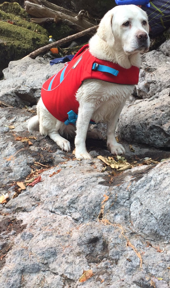 7trekky's tweet photo. ☀️💦Enjoying time in a quite valley below the smoke where there were cool waters❤️🐾#SafetyFirst #RiverLife #ExplorerDog #OregonFires https://t.co/uy3Wuj6CsB