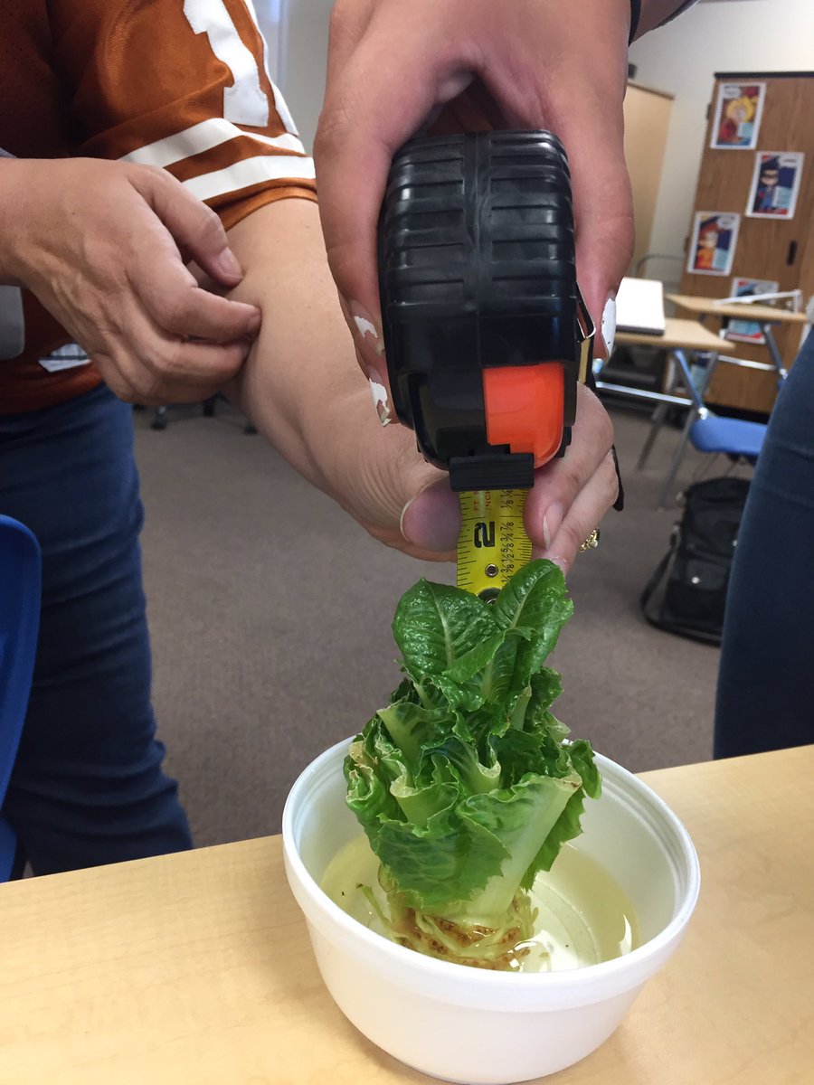 trhoadeshensley's tweet photo. Cut off a head of lettuce, regrowing, measuring, writing and testing our hypothesis.  Changing to an I can attitude/mindset moving forward. https://t.co/mcViYMwAHN