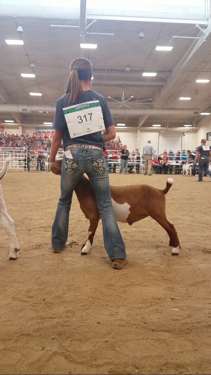 hansen_11_'s tweet photo. I'm not sure if getting drug out of my chair by my goat was funny or embarrassing. #statefair2017 https://t.co/biKM5WZ4Jv