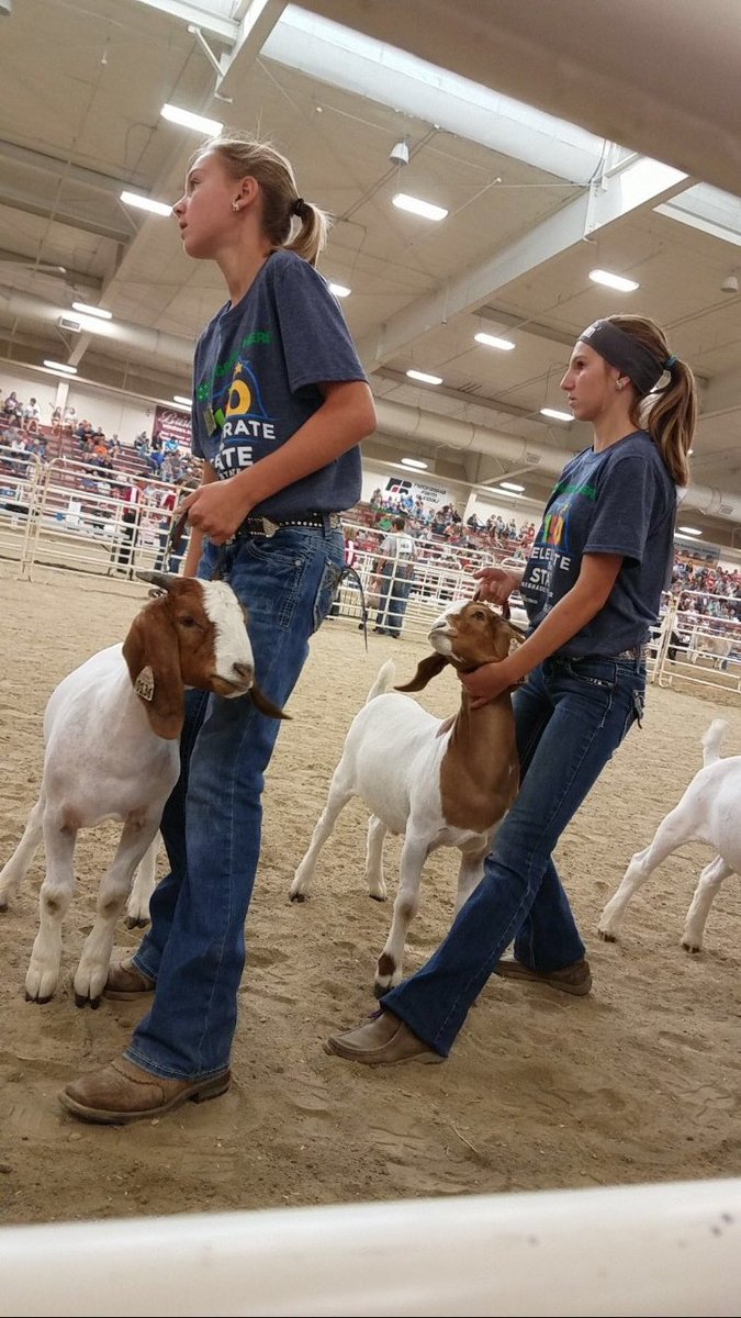 hansen_11_'s tweet photo. I'm not sure if getting drug out of my chair by my goat was funny or embarrassing. #statefair2017 https://t.co/biKM5WZ4Jv