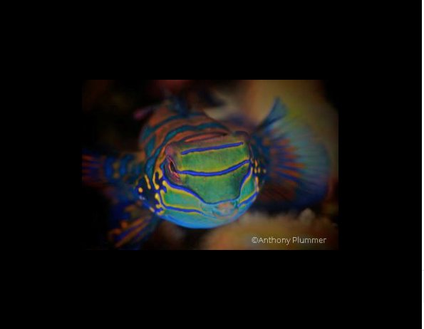 critterslembeh's tweet photo. Mandarin Fish (Synchiropus splendidus)

Photo by Anthony Plummer

#lembeh #underwaterphotography #northsulawesi #indonesia https://t.co/RBToPkaJRw