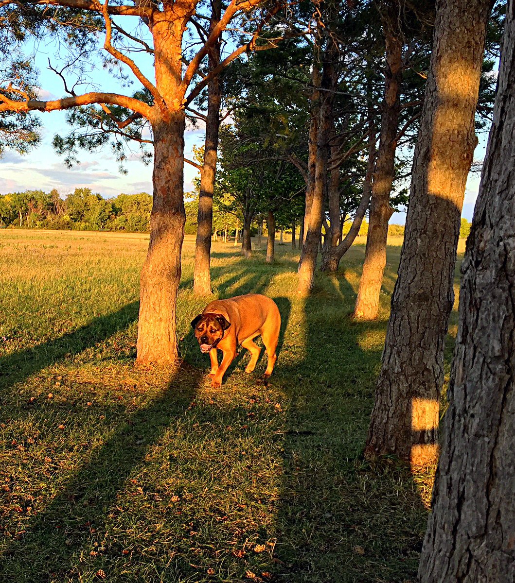 da_zori's tweet photo. #dog #park #fun #love #mastiff https://t.co/Guc3E4F7Dl