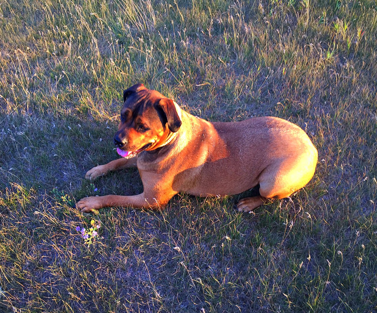 da_zori's tweet photo. #dog #park #fun #love #mastiff https://t.co/Guc3E4F7Dl