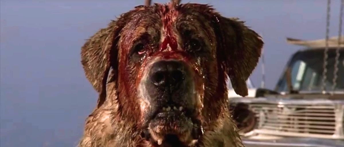 R_Wing_News's tweet photo. Chicago’s Newest Problem Is An Invasion Of ZOMBIE DOGS https://t.co/0t7NlOgGyu https://t.co/39JBixGbPA
