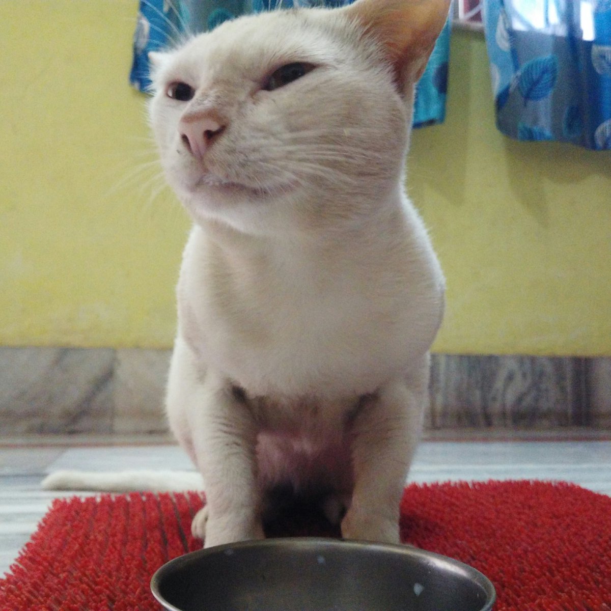 meta_abhinav_'s tweet photo. "Something is wrong with the Milk" #BilliKumar #HonorYourPets #SeeWithHonor @Honorglobal #PetPotrait https://t.co/WDStRWQH08
