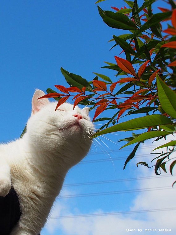 フェリシモ猫部 Twitterissa めぐりあい その１ すがってきた子猫 佐竹茉莉子さんの 道ばた猫日記 秋晴れの土曜日 白猫モコちゃんは 大好きなマサキお兄ちゃんと おうちの周りのお散歩に モコちゃんは ２歳のメス猫 葉っぱの匂いを嗅ぐのが大好きです