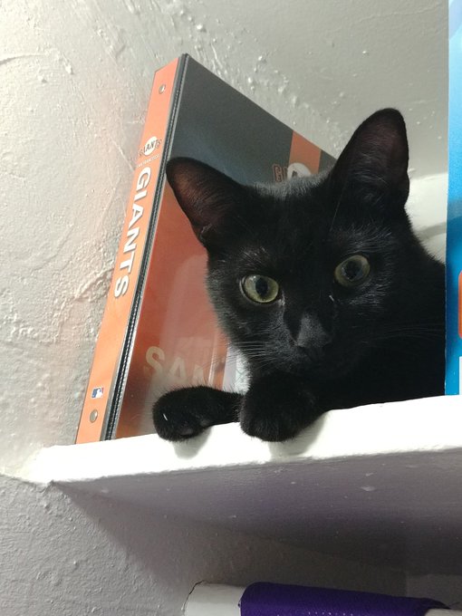 It has been 0 days since his last cord-chewing incident https://t.co/IIZq1HJuyZ