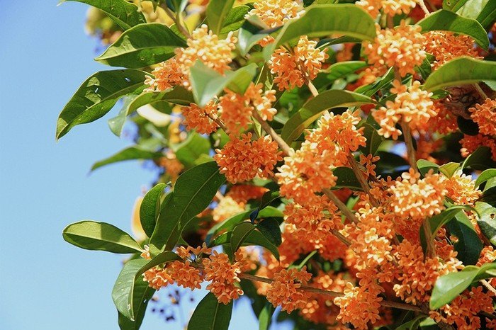 Gunmaのおじさん Na Twitterze 花名 キンモクセイ 和名 金木犀 別名 桂花 開期 ９月 １０月 原産地 中国 オレンジの花をつける 金木犀は 白い花をつける銀木犀の 変種とされています 銀木犀にも香気がありますが 金木犀ほど強くはありません ぐんま 群馬県 観光
