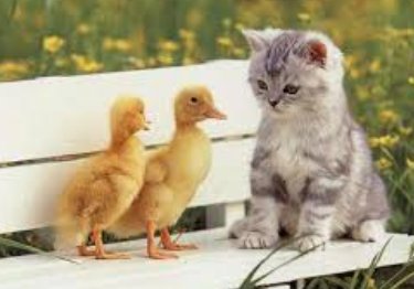 Animals Pics (@animalspics69) on Twitter photo 