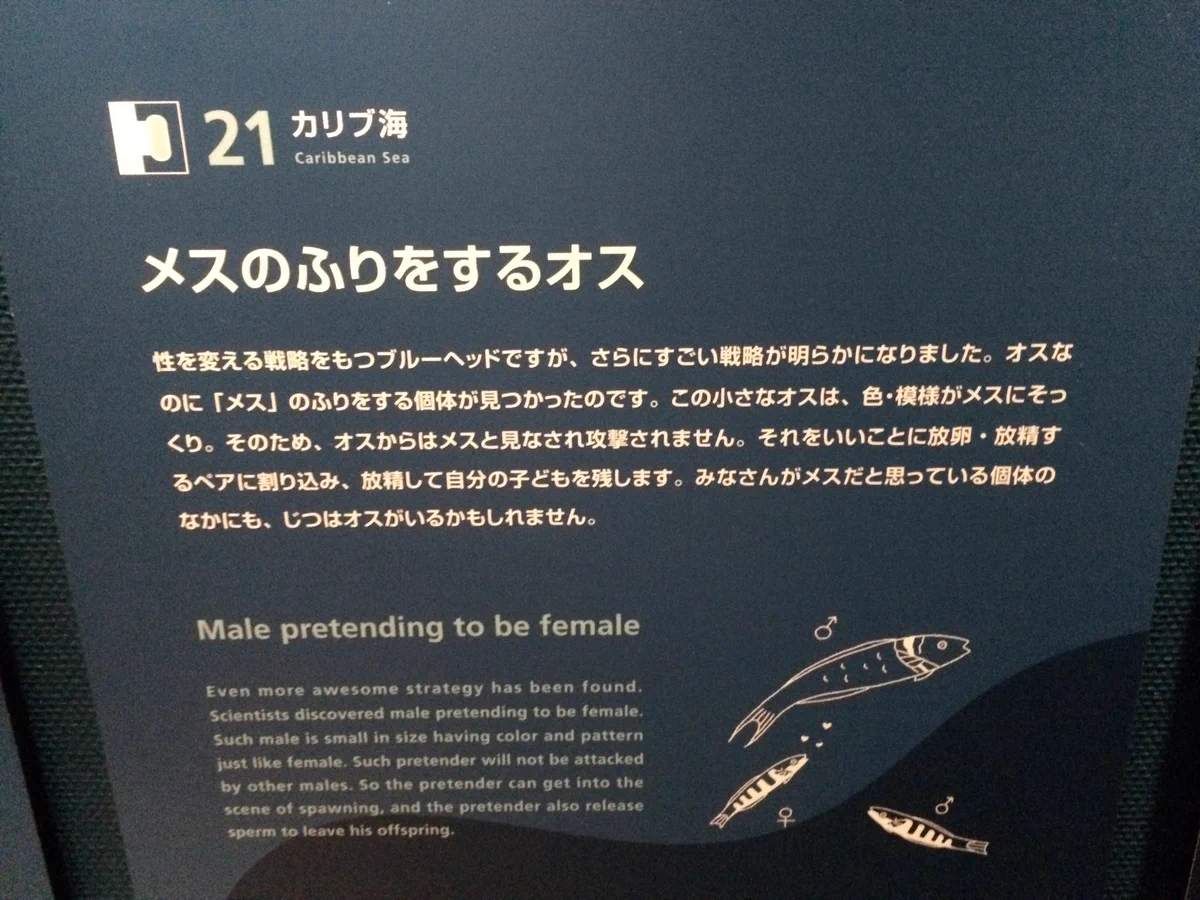 ツイッターでも見かける？メスのフリしてメスに近づくネカマの魚がいるらしいｗｗｗ