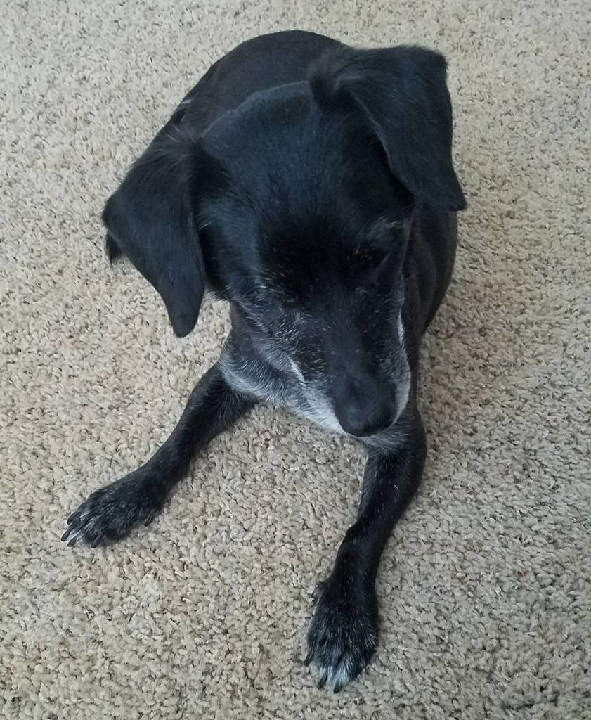 PirateDogHenry's tweet photo. So excited tomorrow is my birthday and my "Gotcha Day." 😁❤️🐶 #cutedog #chiweenie #chihuahuanation #chihuahua #chiw… https://t.co/hO4XbOF99r https://t.co/7McZgAWIEO