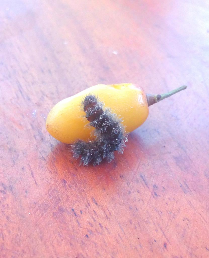 '... of no use' they said. Clearly this caterpillar thinks it is.