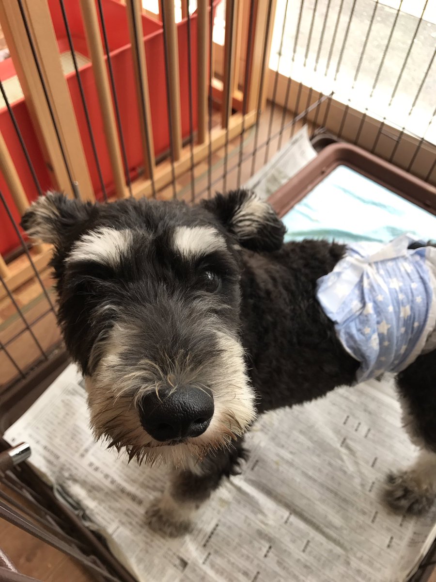 保護犬カフェ 堺店 V Twitter 新メンバーの紹介です とむ ミニチュアシュナウザー 15 8 16生まれの男の子 みらい マルチーズ シーズー 17 5 8生まれの女の子 素敵な出会いがあります様に 保護犬カフェ堺店 ミニチュアシュナウザー マルプー 里親