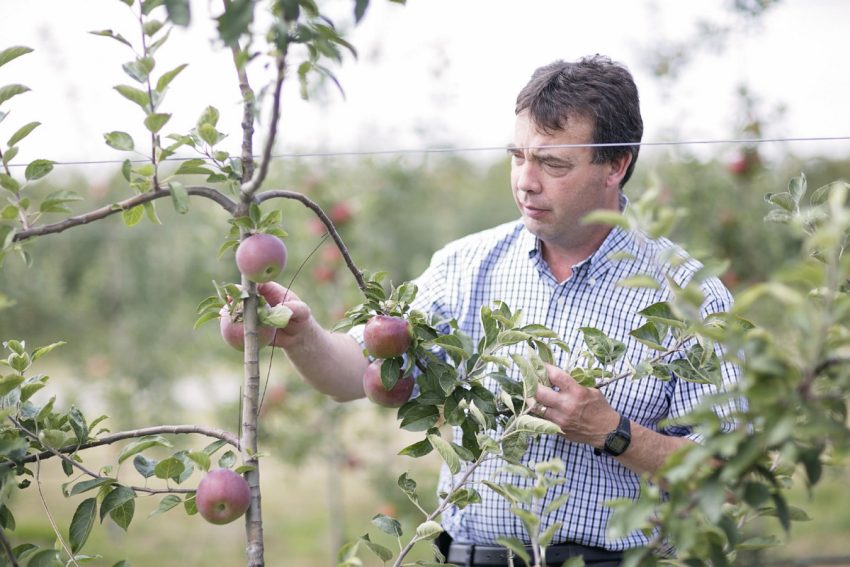 TorontoStar's tweet photo. With craft ciders the go-to alcoholic drink for millennials, Ontario apples are in more demand than ever: https://t.co/KcYVD39mG1 https://t.co/tM3DGIb4VE