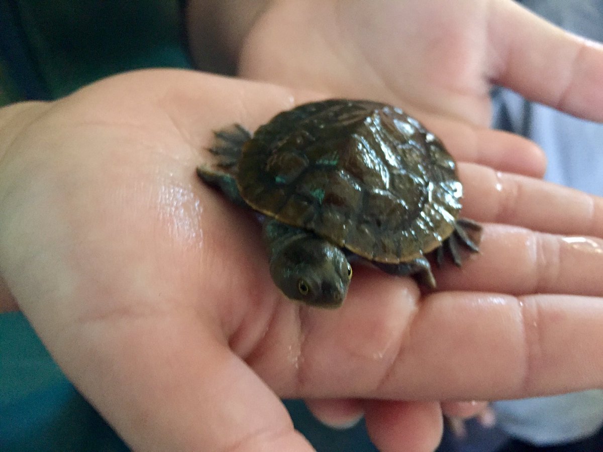 LeanneStraub's tweet photo. #2S2017 enjoyed listening to a topic talk about a turtle today @Sherwood_Grange. 🐢 https://t.co/ljsWxHYuDq