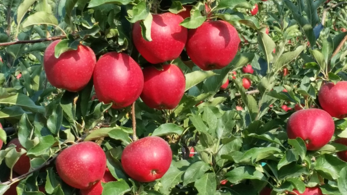 bphillips4149's tweet photo. @MidwestApple Buckeye Gala. Certainly popular, but not my favorite strain. https://t.co/Ts0lXCn9WQ