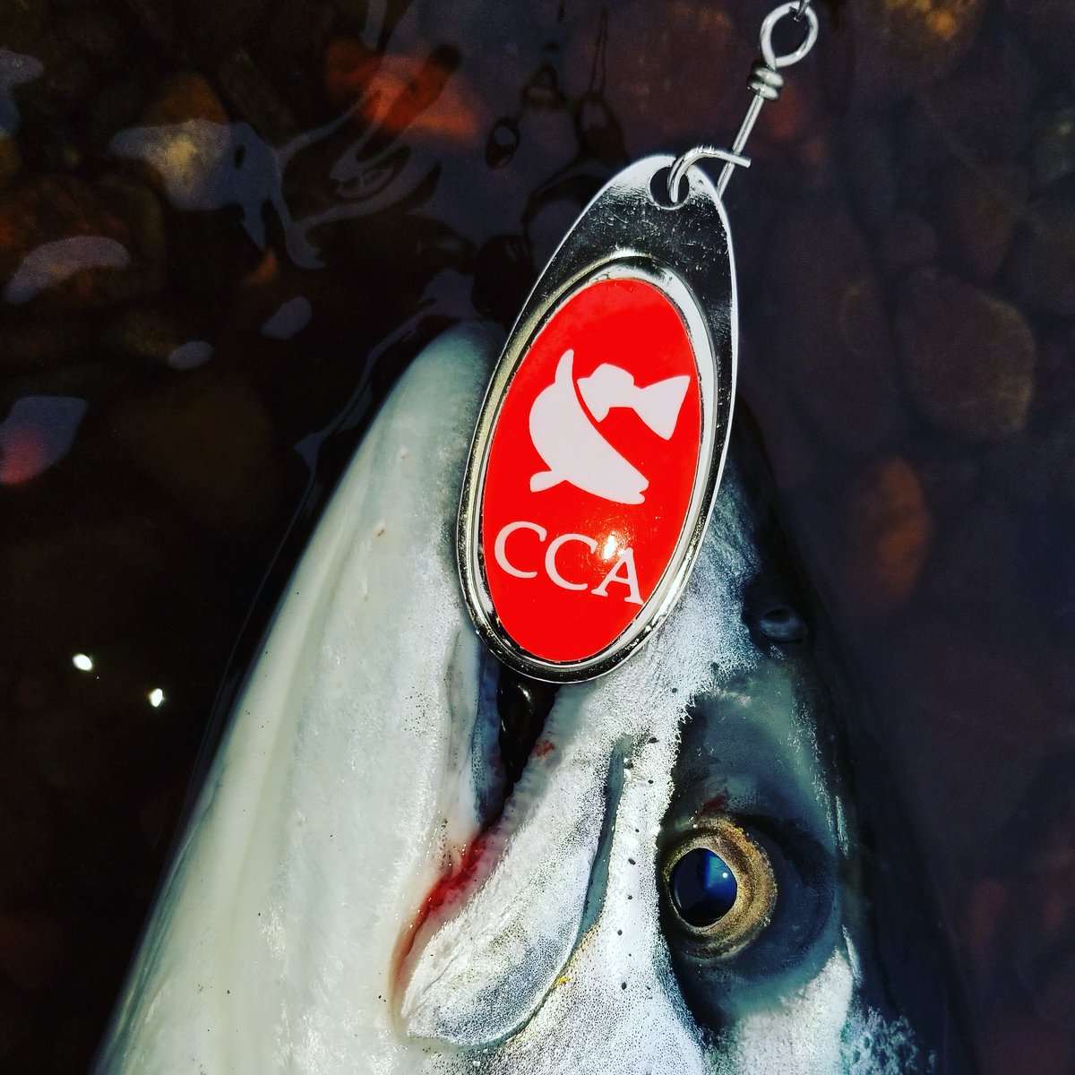 TYNMON's tweet image. Get involved!  Winning combo @Kodiakcustom spinner and @CCAWash @CCANational @ShimanoFishUSA