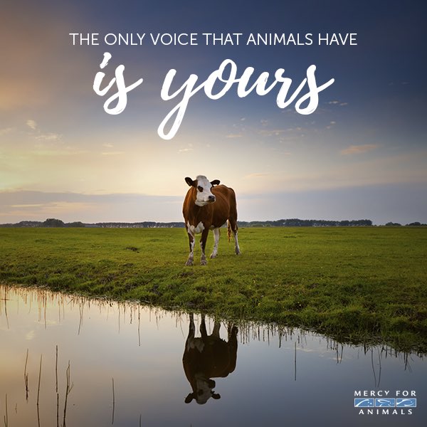 ADoubleMachine's tweet photo. #Mercy4Animals ππΌπππ https://t.co/5ObD8p0tpE