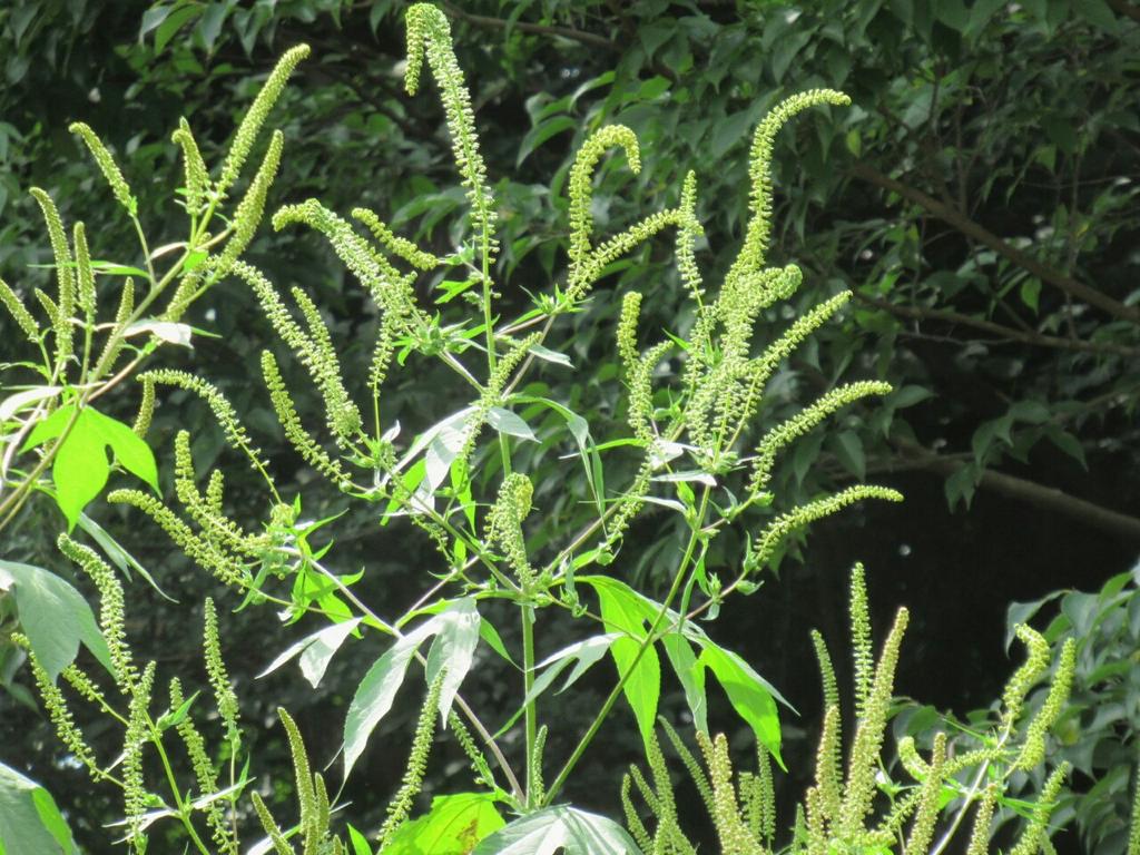 雑草図鑑 準備中 Auf Twitter 696 オオブタクサ キク科 北米原産 昭和時代渡来 河川敷や荒れ地 道端で盛大に生い茂り しばしば３メートル以上に巨大化する 掌状の大きい葉が特徴的 花は風媒花で花粉症の原因となる 花 外来雑草 秋の花 要注意外来