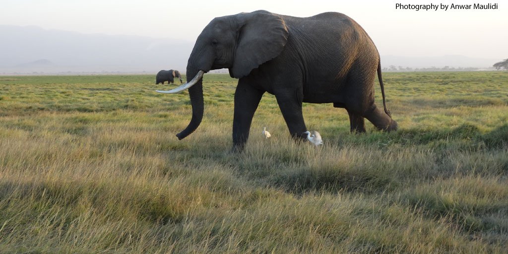 Elephant populations are on the rise in #Kenya's Tsavo National Park and #Tanzania’s Mkomazi Ecosystem
bit.ly/2tUS9v7