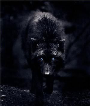 MartinsAsfordby's tweet image. #AlphaWolf #WolfRunner
