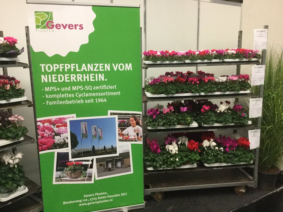 Marcthings's tweet photo. #geverspflanzen #spogagafa #landgard #cyclamen https://t.co/ZmSIyk4zGA