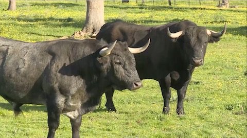 VÍDEO. Toros y Salsa en Dax. Sábado 9/09. Toros de Victorino Martín para Ferrera, Alberto Aguilar y Emilio de Justo feria.tv/video-3605_dax…