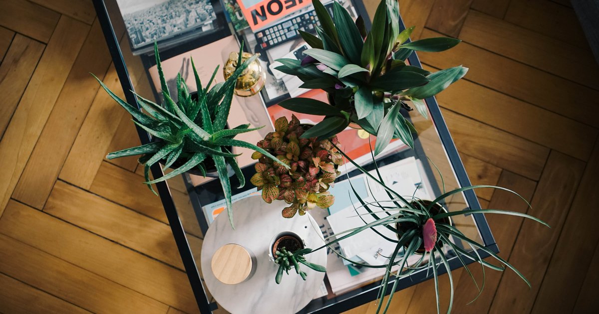 dito_mag's tweet photo. Sommer? Ja läuft immer noch. Dank @IKEA_CH! Das grosse Pflanzenspecial jetzt unter: https://t.co/Ur0Fw6vCNJ
#interior #pflanzenliebe https://t.co/rVgf7TllWt