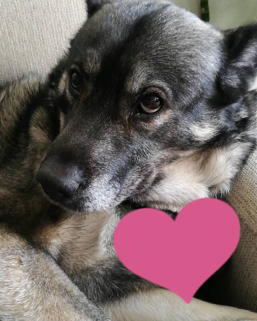 aaltoni's tweet photo. #Nepsu #dog https://t.co/uw681Gttjg https://t.co/gfNXjKVaYI