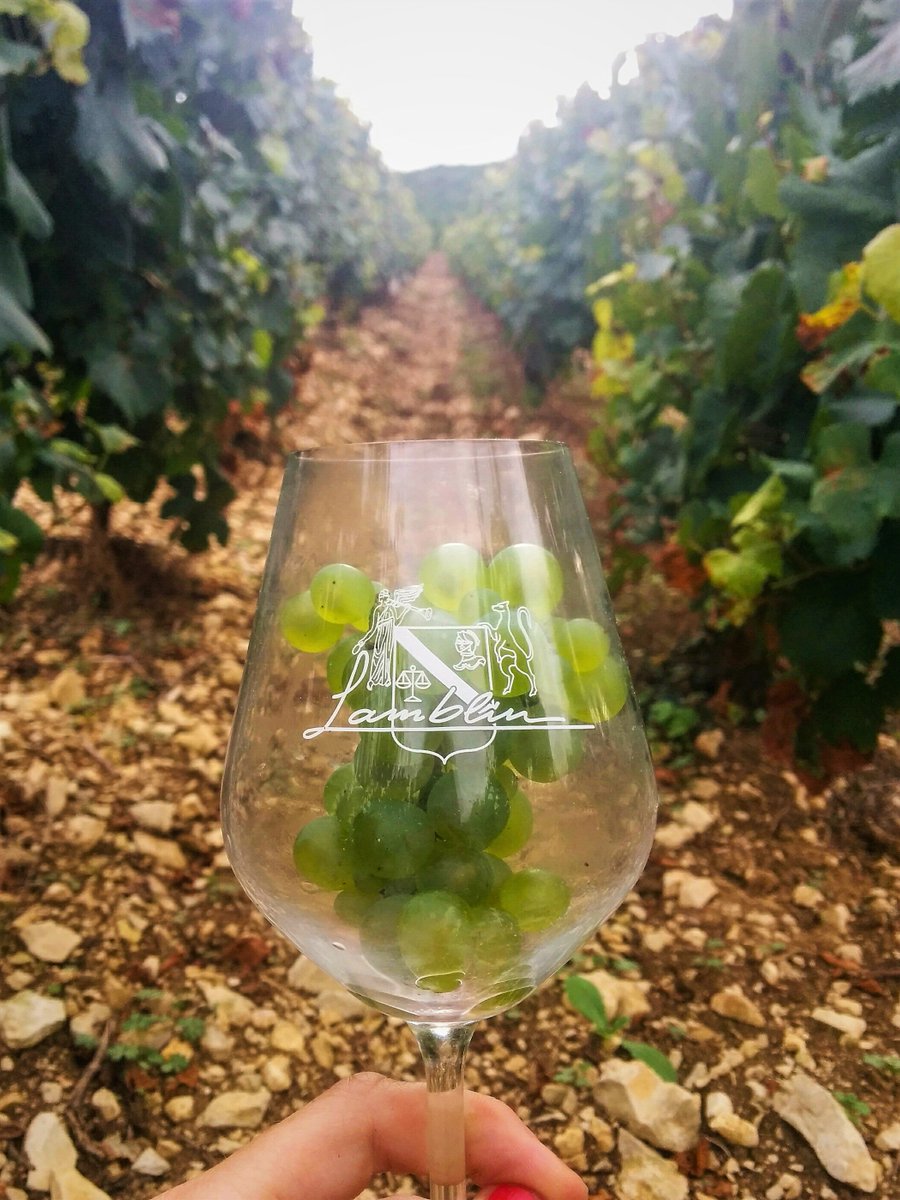 LamblinChablis's tweet photo. Last picture of these grapes before turning into an exquisite Chablis 2017 #chablis #harvest #vendanges2017 #bourgogne #lamblinfils #grapes https://t.co/f9005YtQtP