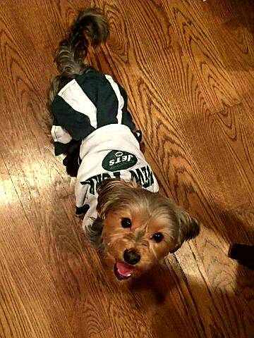 TasticFur's tweet photo. Get ur furry #fan officially licensed apparel! Only $25! Email furtasticbaskets@gmail.com or message here. #NFL #football #newyorkjets #dogs https://t.co/1dhCZ3N1Jn